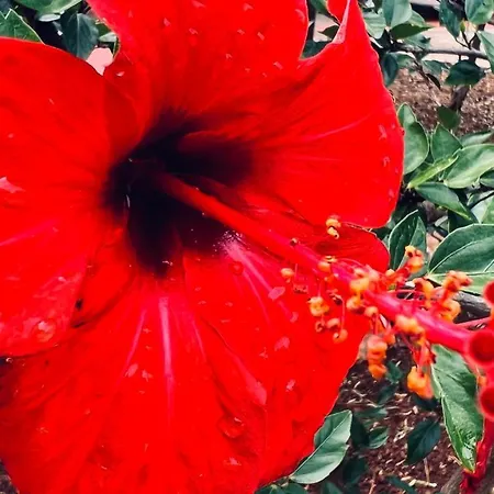 Margherita